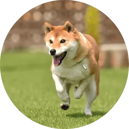 ドッグランを走る愛犬